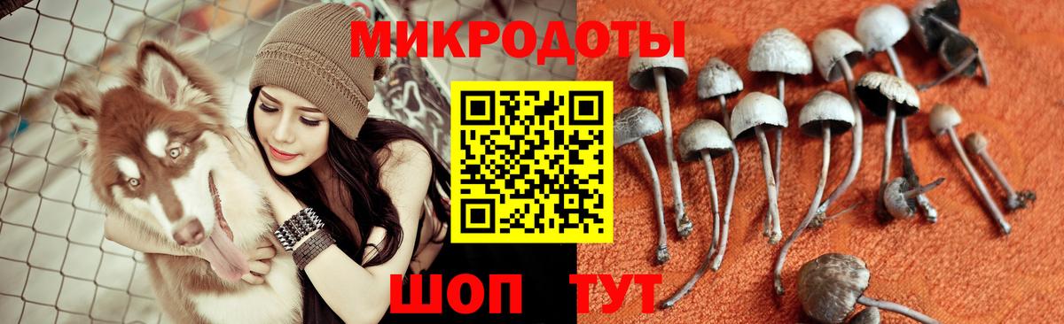 Псилоцибиновые грибы Psilocybe  Калач-на-Дону 